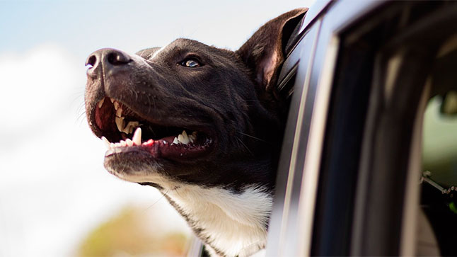 ¿Quién se ocupa de mi mascota si sufro un accidente de tráfico y me trasladan a un hospital? 1 perro