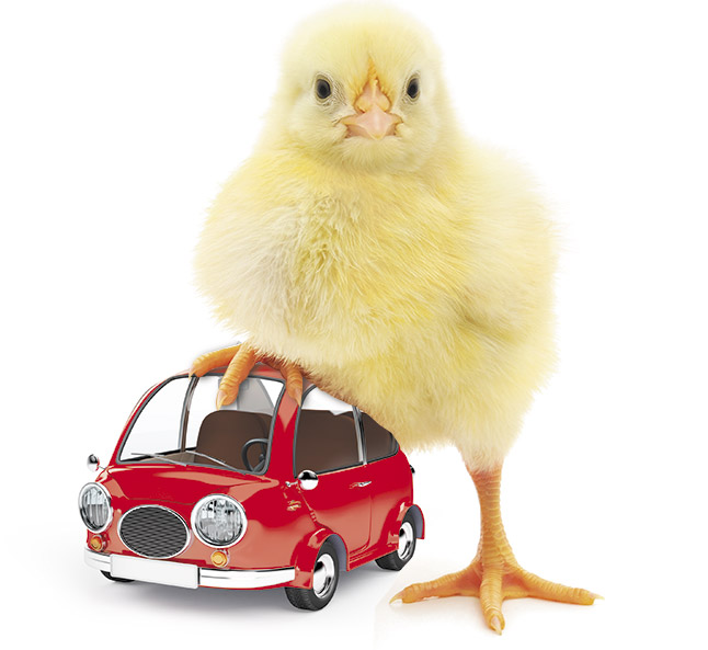"La que has 'liao' pollito" 1 pollito