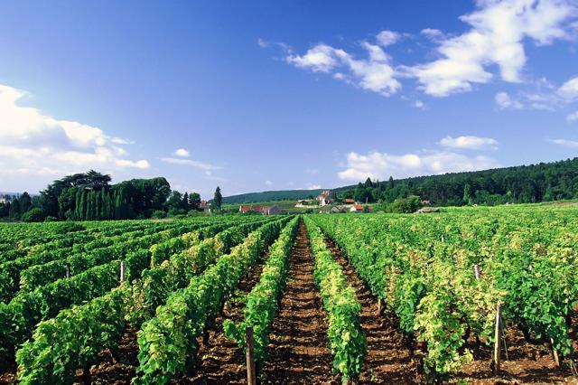 La ruta del Borgoña, mucho más que vinos divinos 1 resized