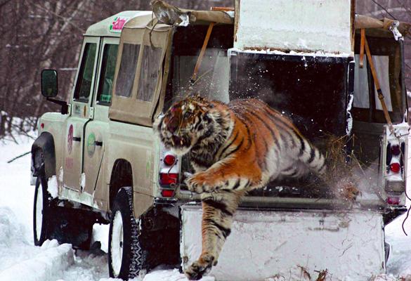 lr_defender_amur_john_goodrich_02_hr
