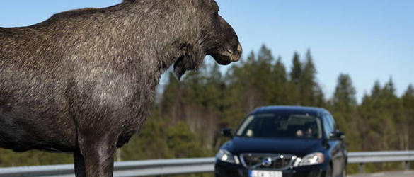 Volvo: Sistema de detección de colisión con animales salvajes Volvo: Sistema de detección de colisión con animales salvajes