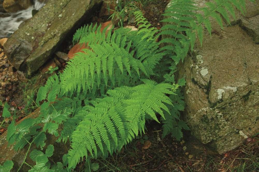 Autofacil revista de coches y motor