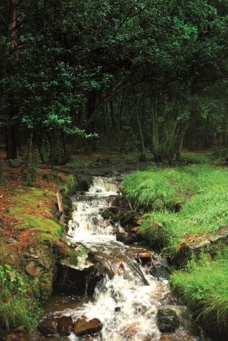 Autofacil revista de coches y motor