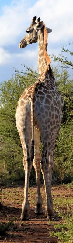 Ve de Safari a Kenia 