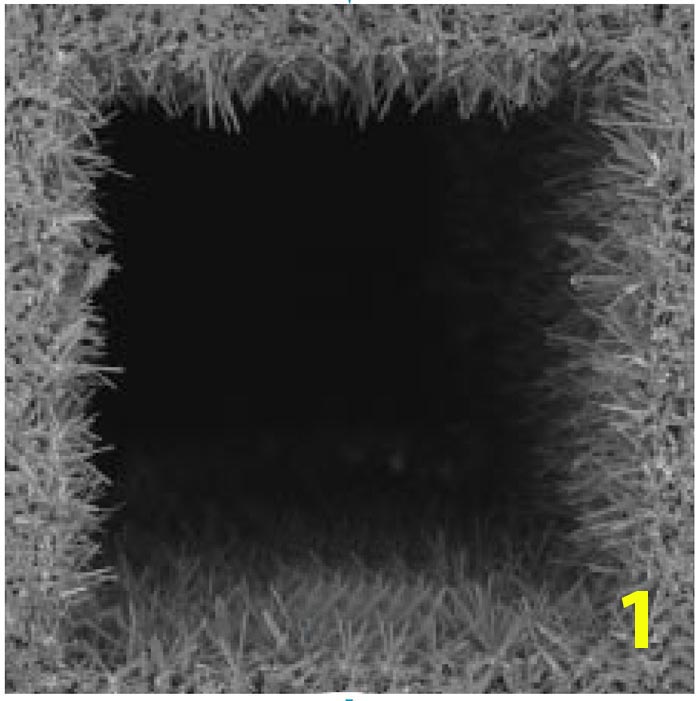 micrografia DPF
