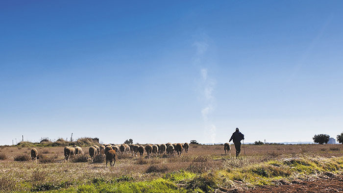 ganado por campo