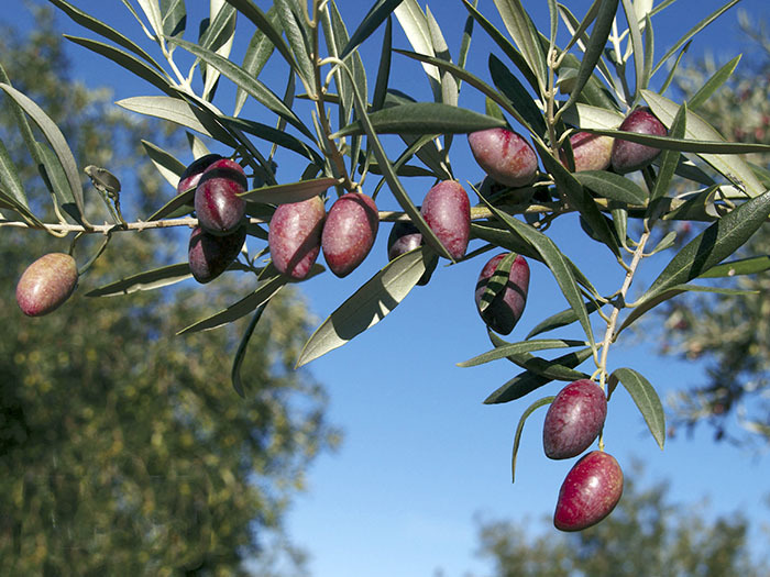aceituna cornicabra