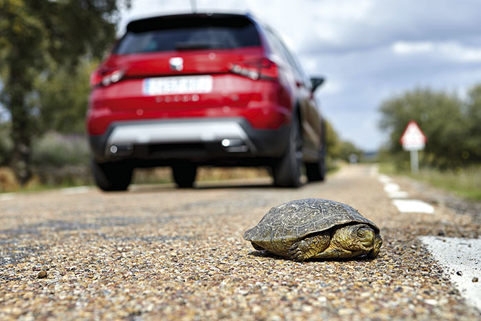 GAlapago en carretera monfragüe