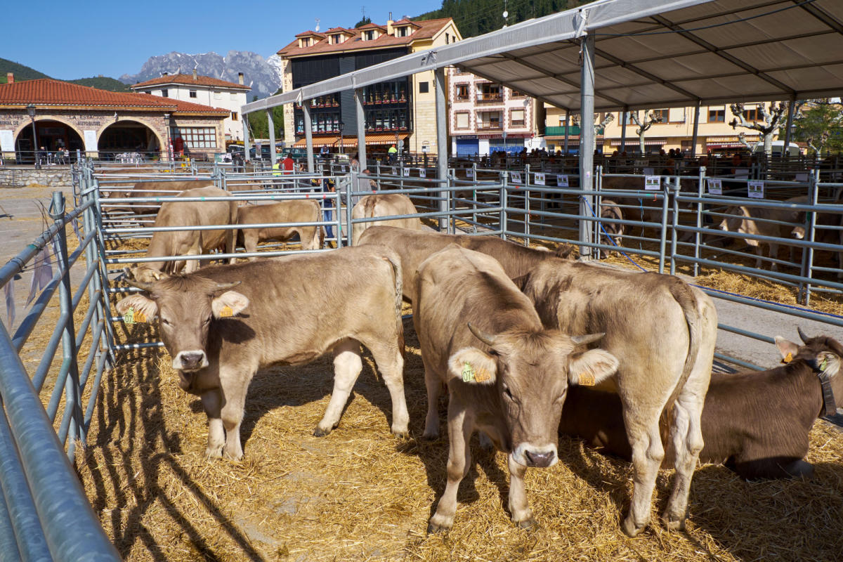 Autofacil revista de coches y motor