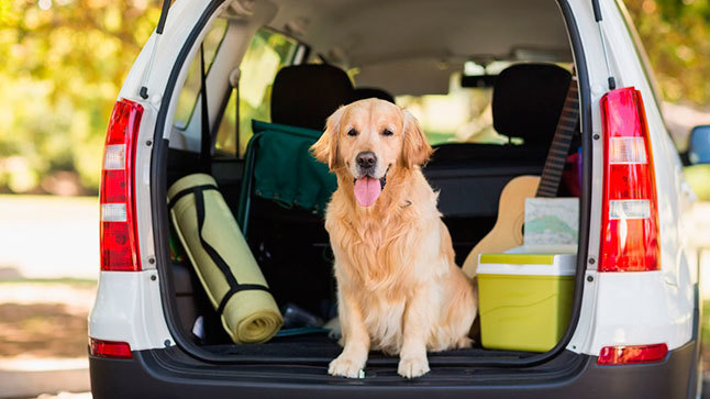 playas para perros