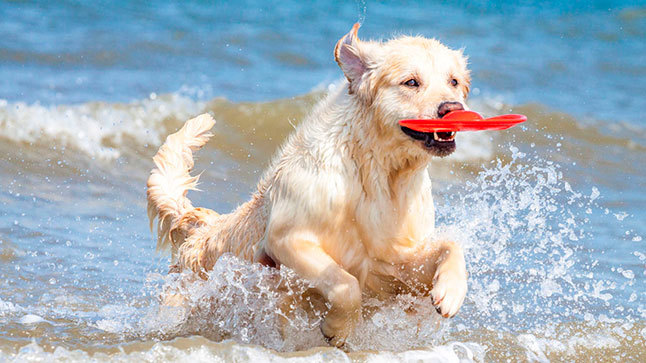 playas para perros