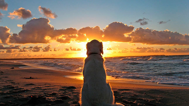 playas para perros