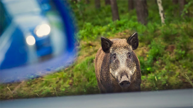 accidente animales