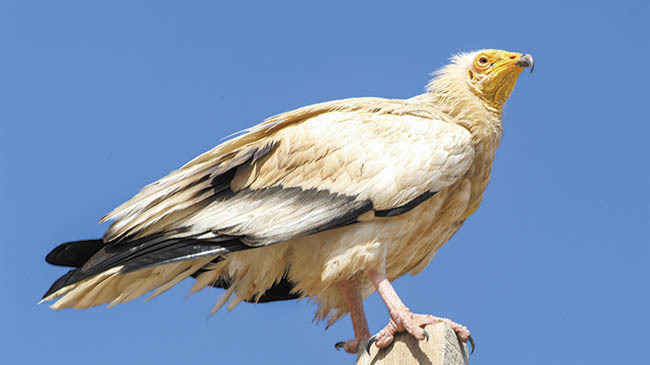 Guirre, subespecie local del alimoche común.