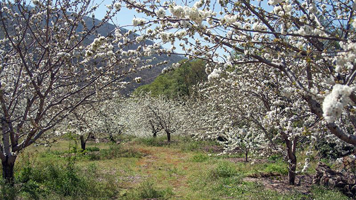 Valle del Jerte