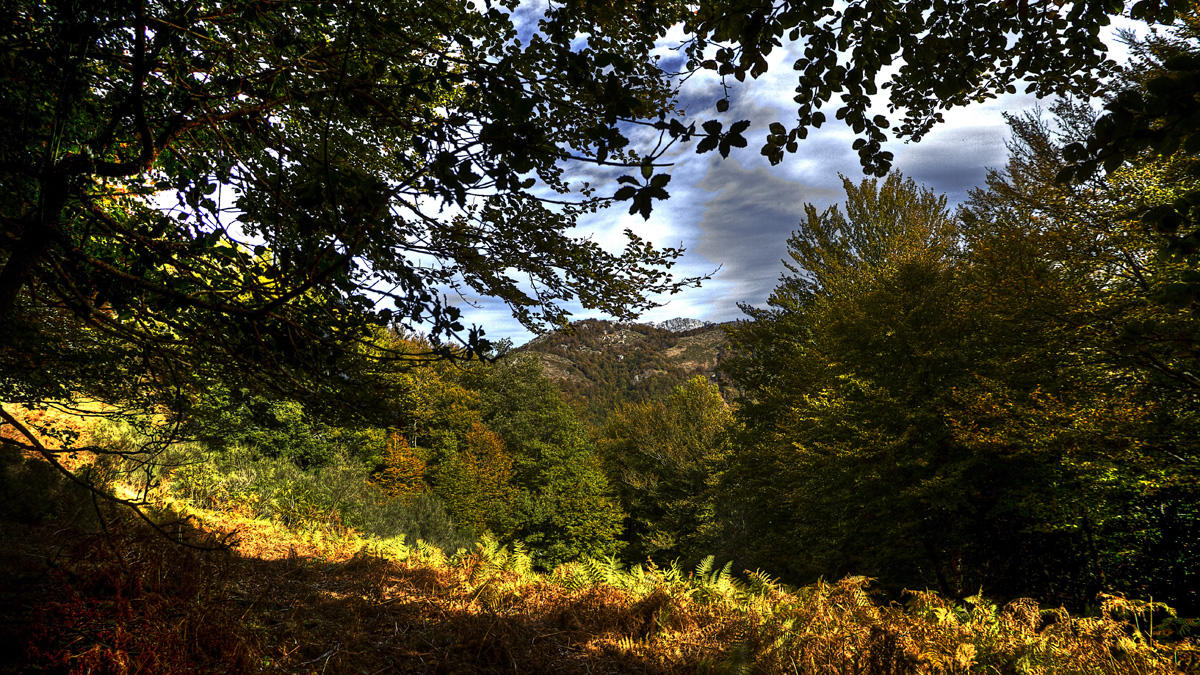 Autofacil revista de coches y motor