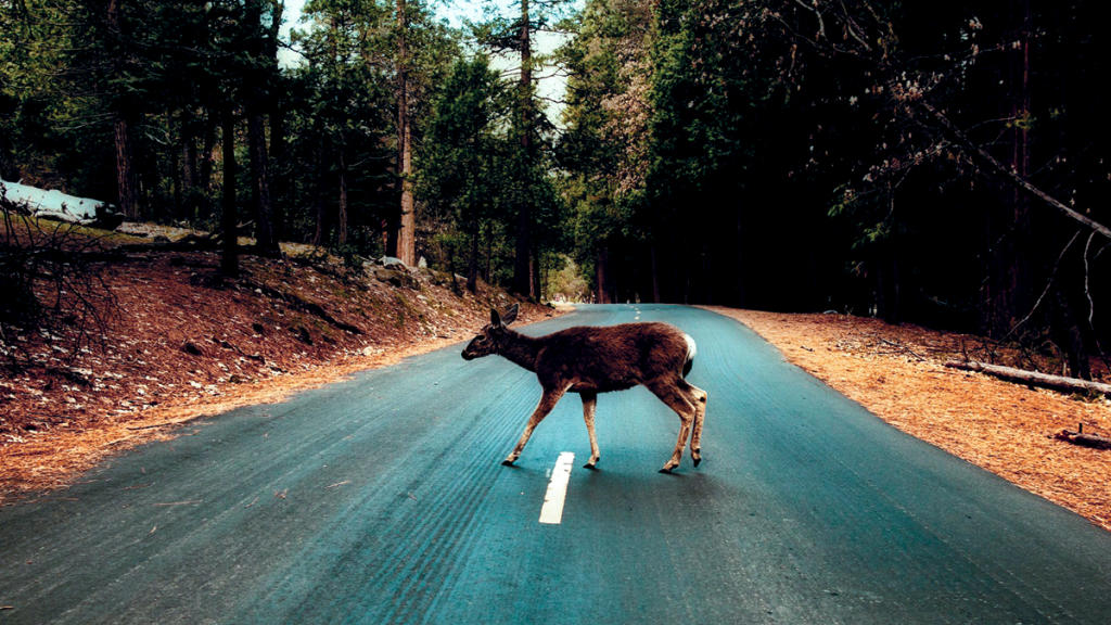 Ciervo en carretera