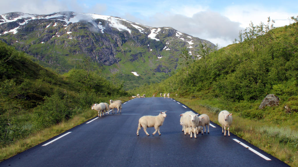 ovejas en carretera