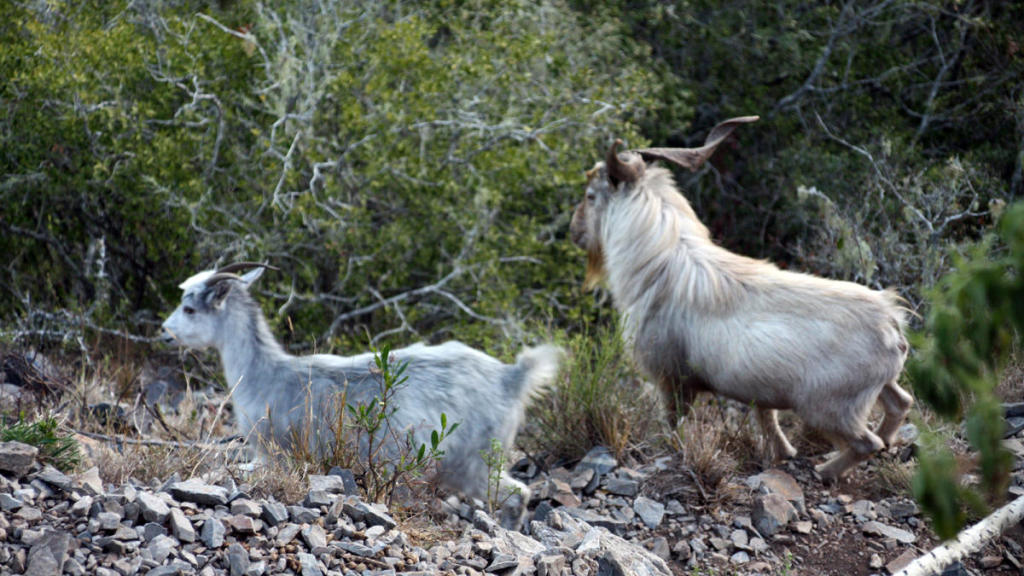 Muflones en la Quebrada de los Cuervos.