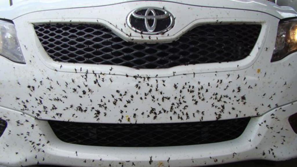 Cómo limpiar los insectos y la resina de la carrocería del coche - Autofácil