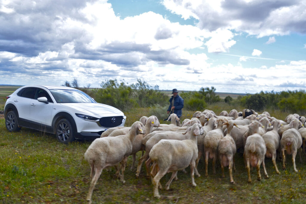 Ruta en Mazda CX30 por Tierras de Pinares