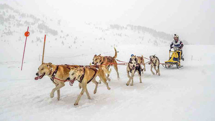 mushing1