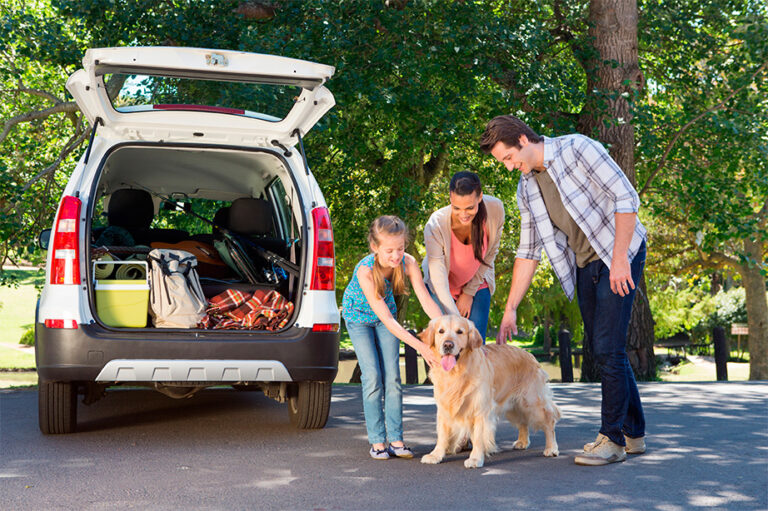 viajar animales compania