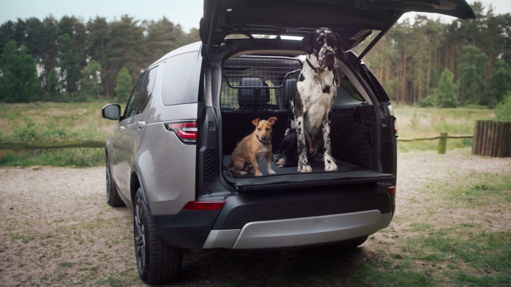 Cómo llevar a los perros correctamente asegurados en el coche