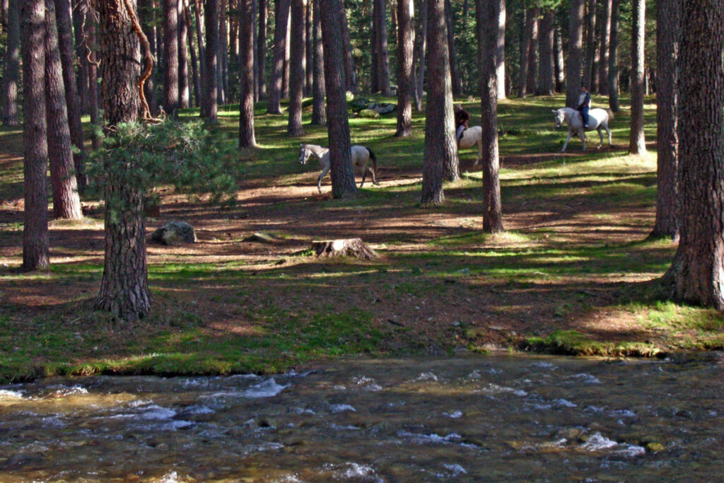 Por Segovia en Opel Crossland, pinares Valsaín, Ruta a caballo