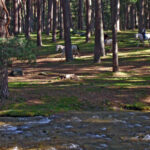 Por Segovia en Opel Grandland, pinares Valsain, Ruta a caballo