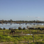 Fotos: Toyota Proace Camper, Doñana tiene sus tiempos 2 Toyota Proace Camper, Doñana tiene sus tiempos. Parque Nacional de Doñana. Caballos