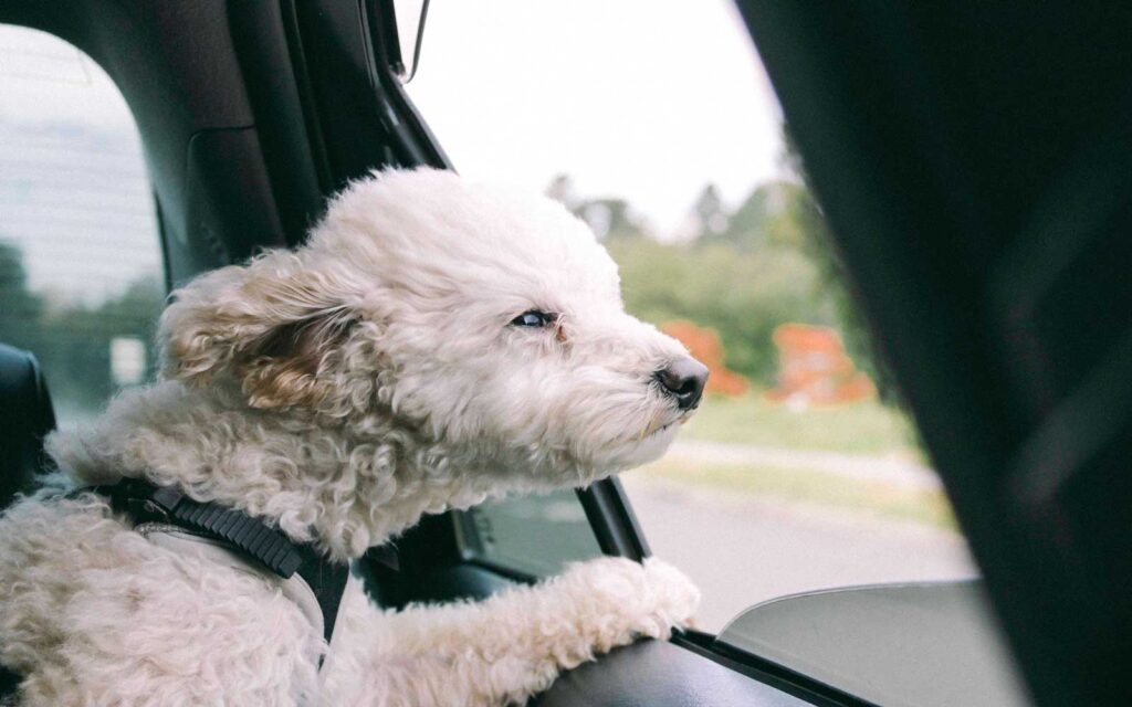Esta es la multa de la DGT por no llevar asegurada correctamente a una mascota en el coche