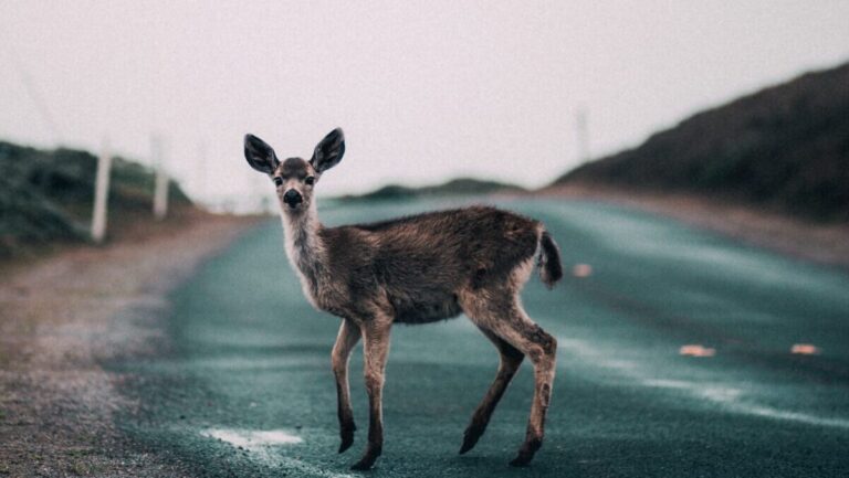 Accidentes con animales corzo e1653393983453