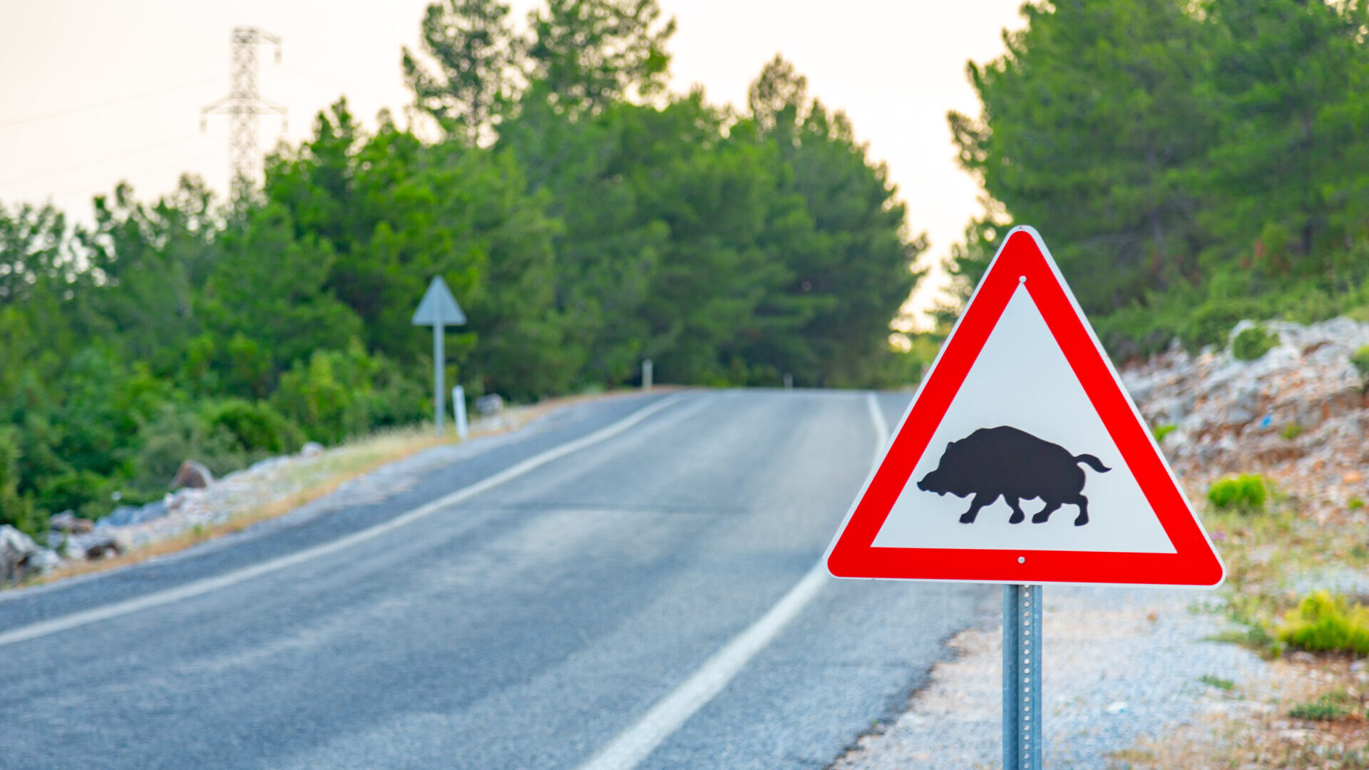 Accidentes con animales señal Accidentes con animales señal