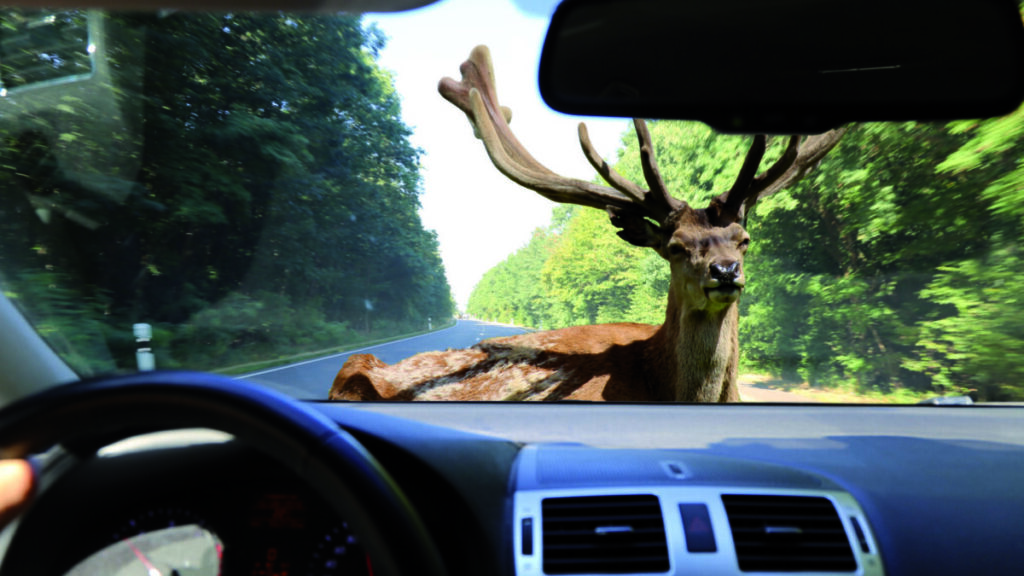 Accidentes con animales ciervo