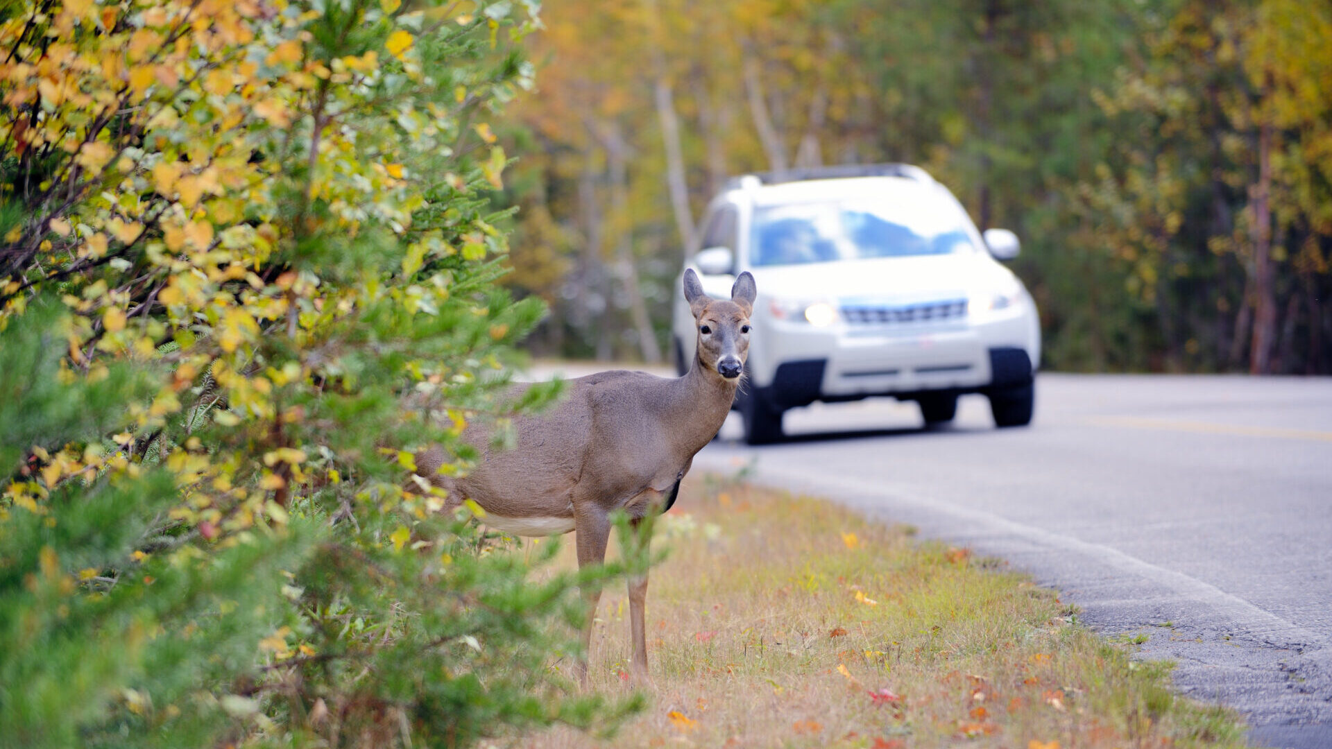 Accidentes con animales apertura