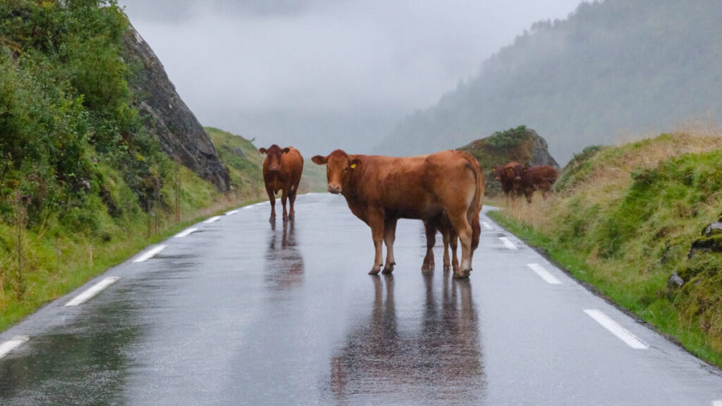 Accidentes con animales vaca