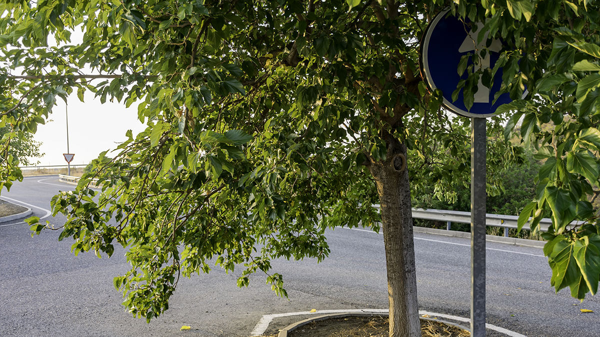 Test de la DGT, ¿serías capaz de aprobar el examen teórico del carnet de conducir? 8 arbol tapa senal autoescuela