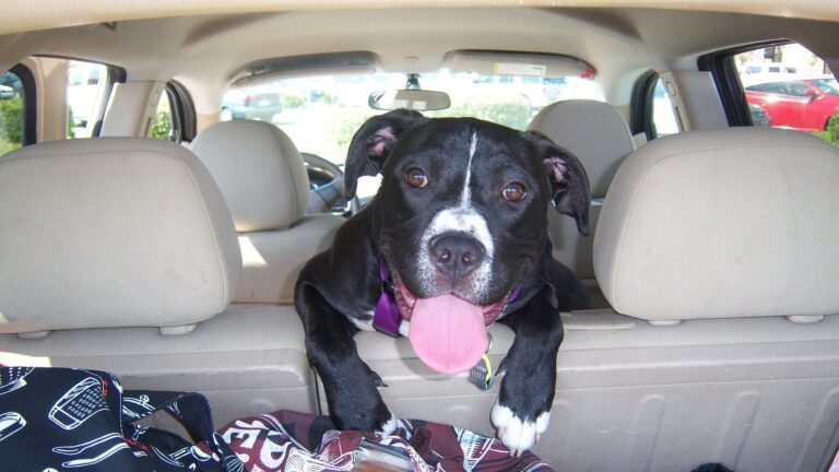 perro viaje coche e1657884818546