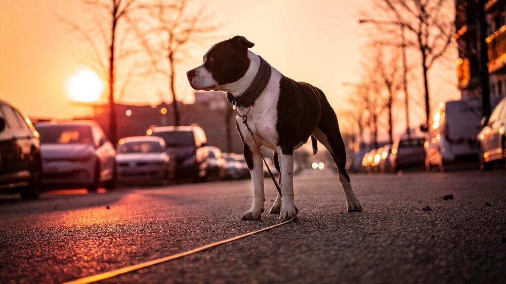 perro carretera atropellos animales mascotas
