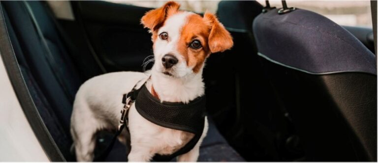 race royal canin perros coche