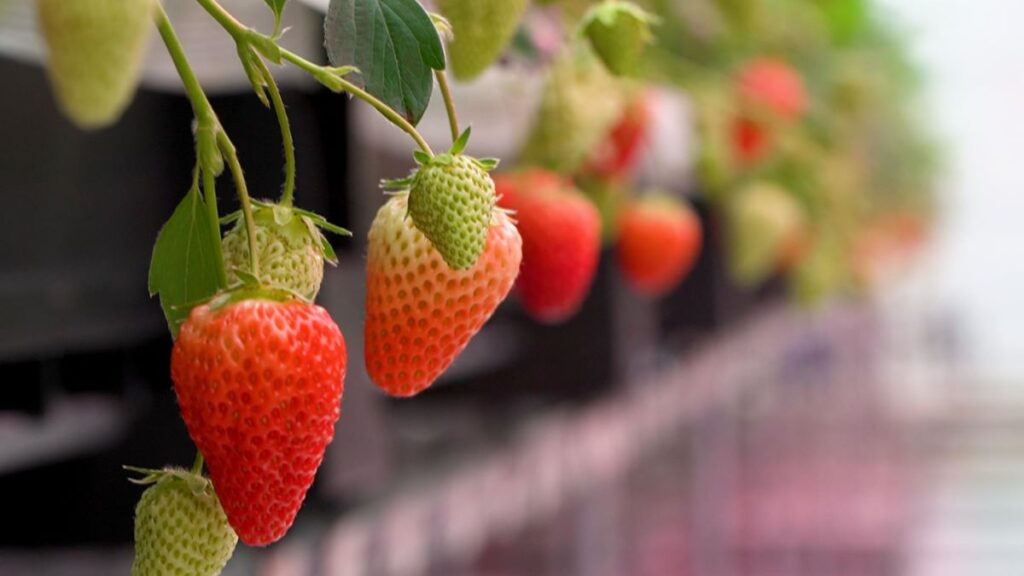 toyota-cultiva-fresas