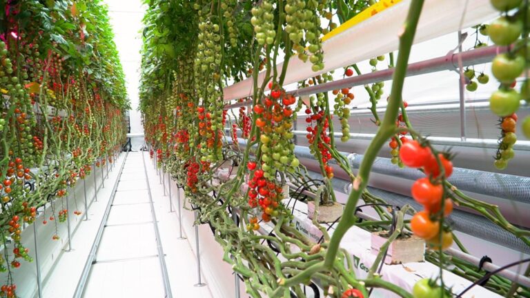 toyota cultiva tomates 1