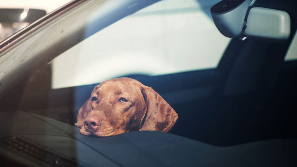 perro-atrapado-bajar-la-ventanilla-istockphoto