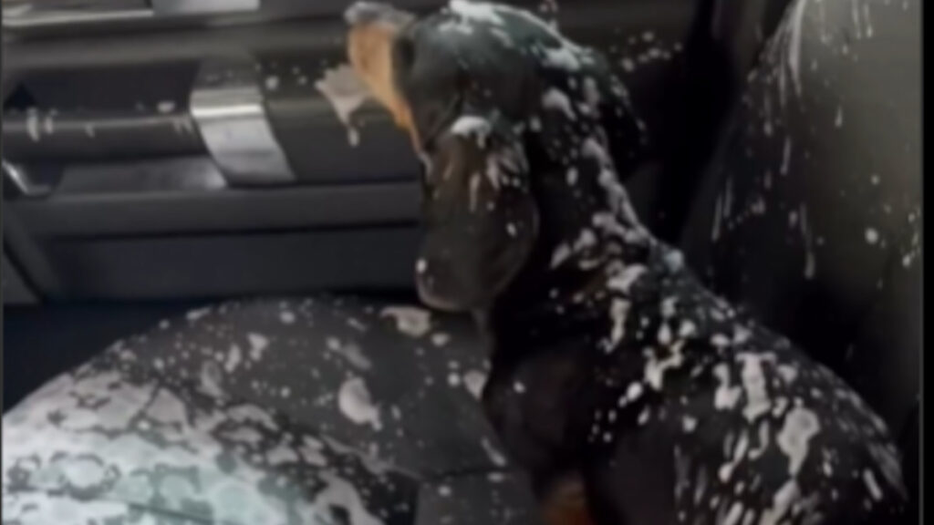 Perro túnel de lavado