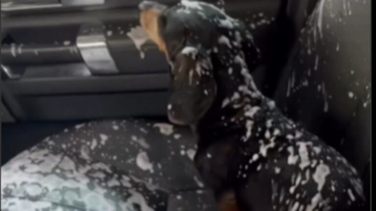 Perro túnel de lavado
