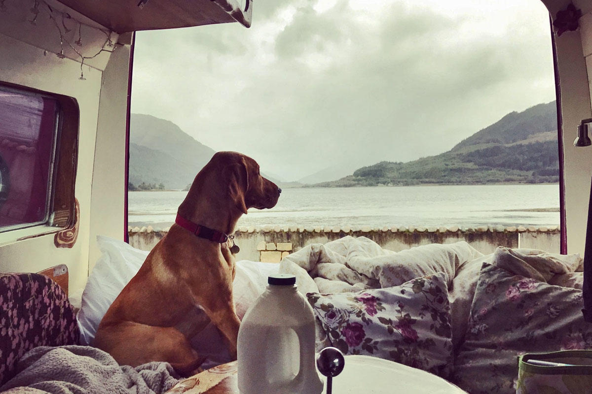 furgonetas-camper-viajar-mascotas-1_g