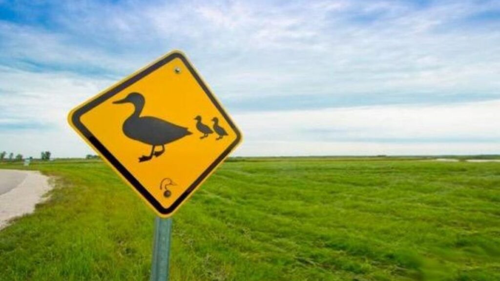 señales patos