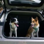 JAECOO 5 Viajar con mascotas (1)