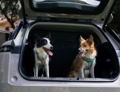 JAECOO 5 Viajar con mascotas (1)